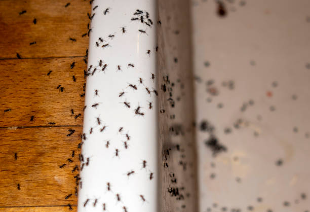 Wasp Removal Services in Centre Grove, NJ